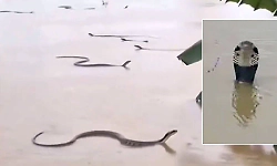 China floods: Over 900 snakes swept into flood-hit areas, triggering panic among locals