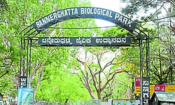 Bannerghatta Park receives 10-hectare habitat restoration under CSR initiative