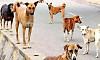 Dragged, bitten, left bleeding: Four-year-old attacked by stray dog in Karnataka
