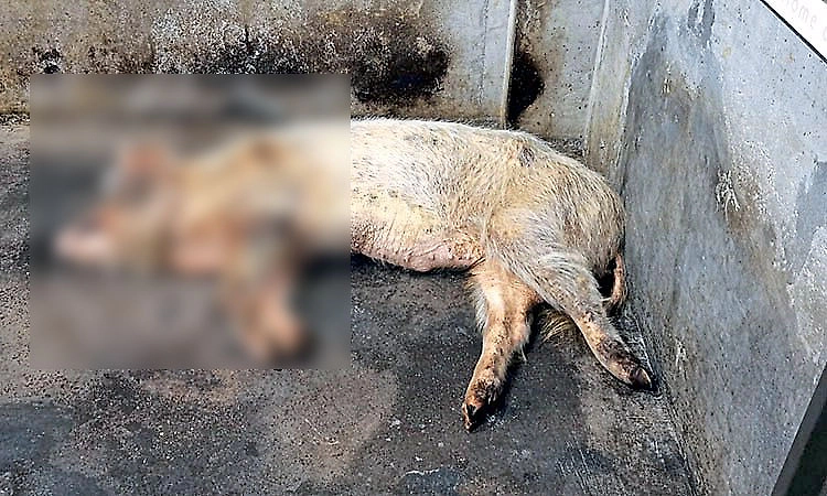 Emergency meeting held for pig farmers as domestic pig dies in Kundapur