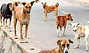 ಕುಂದಾಪುರ: ಬೀದಿ ನಾಯಿಗಳ ಆಹಾರ ತಾಣಕ್ಕೆ ವಿರೋಧ