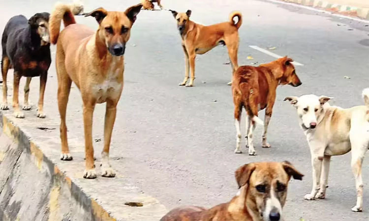 ಕುಂದಾಪುರ: ಬೀದಿ ನಾಯಿಗಳ ಆಹಾರ ತಾಣಕ್ಕೆ ವಿರೋಧ