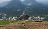 K'taka: Critically endangered Indian vulture successfully rehabilitated, released back into the wild