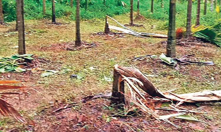 Wild elephant menace continues in Belthangady; crops damaged