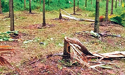 ಬೆಳ್ತಂಗಡಿ: ಮುಂದುವರಿದ ಕಾಡಾನೆಗಳ ಹಾವಳಿ; ಕೃಷಿ ಹಾನಿ