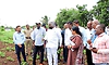 ಮಳೆ ಕೊರತೆಯಿಂದ ಹಾನಿಗೊಳಗಾದ ಬೆಳೆಗಳ ಪರಿಶೀಲನೆ