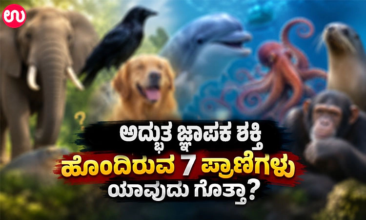 ಅದ್ಭುತ ಜ್ಞಾಪಕ ಶಕ್ತಿ ಹೊಂದಿರುವ 7 ಪ್ರಾಣಿಗಳು ಯಾವುದು ಗೊತ್ತಾ ?