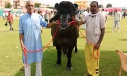 Bull worth Rs 8 crore steals the show at national farmers’ fair