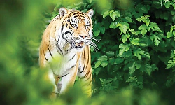 Virajpet: Tiger spotted near highway