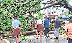ಪುತ್ತಿಗೆ ಬಳಿ ರಸ್ತೆಗೆ ಬಿದ್ದ ಬೃಹತ್‌ ಮರ