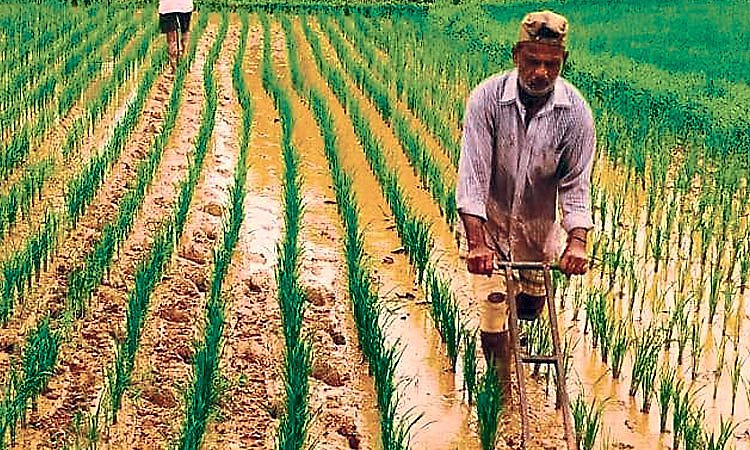 ಕಬ್ಬಿಗೂ ಸಿಗಲಿಲ್ಲ ಭತ್ತಕ್ಕೂ ಬರಲಿಲ್ಲ; ಅಡಿಕೆ ಮಾನ ಉಳಿವಿಗಾದರೂ ವಾರಾಹಿ ಬರಲಿ