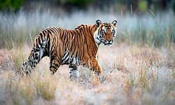 ನಾಗರಹೊಳೆ ಕಾಡಂಚಿನ ಹಿಂಡಗುಡ್ಲು ಗ್ರಾಮದಲ್ಲಿ ಹುಲಿ ಪ್ರತ್ಯಕ್ಷ... ಗ್ರಾಮಸ್ಥರಲ್ಲಿ ಆತಂಕ