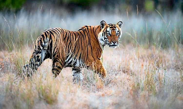 ನಾಗರಹೊಳೆ ಕಾಡಂಚಿನ ಹಿಂಡಗುಡ್ಲು ಗ್ರಾಮದಲ್ಲಿ ಹುಲಿ ಪ್ರತ್ಯಕ್ಷ... ಗ್ರಾಮಸ್ಥರಲ್ಲಿ ಆತಂಕ