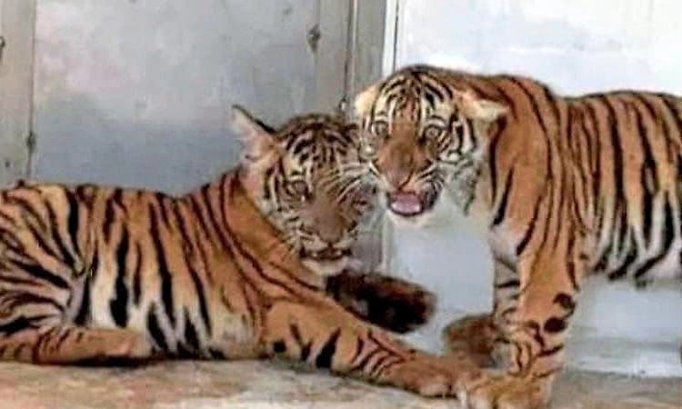 Hunsur: ಕಾಯಿಲೆಯಿಂದಲೇ ಹುಲಿಮರಿಗಳ ಸಾವು: ಎಫ್‌ಎಸ್‌ಎಲ್ ವರದಿಯಿಂದ ದೃಡ