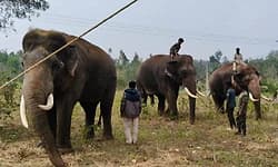 Hunsur: ಹುಲಿ ದಾಳಿಗೆ ಹಸು, ಟಗರು ಬಲಿ: ಹುಲಿಗೆ ಸೆರೆಗೆ ಕೂಂಬಿಂಗ್