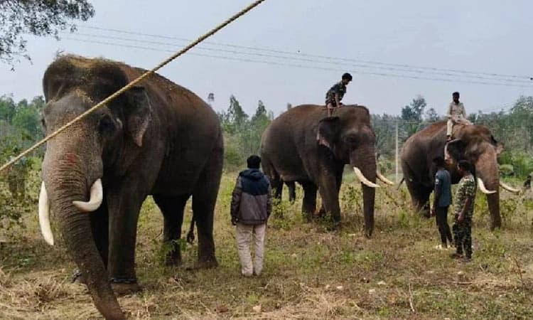 Hunsur: ಹುಲಿ ದಾಳಿಗೆ ಹಸು, ಟಗರು ಬಲಿ: ಹುಲಿಗೆ ಸೆರೆಗೆ ಕೂಂಬಿಂಗ್