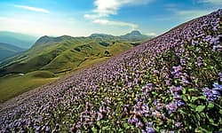Shola Forest: ಕೌತುಕದ ಜಗತ್ತು ಶೋಲ ಅರಣ್ಯ