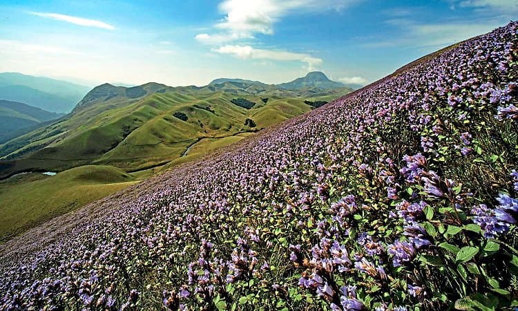 Shola Forest: ಕೌತುಕದ ಜಗತ್ತು ಶೋಲ ಅರಣ್ಯ