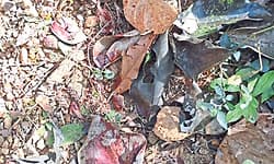 ಶಿಶಿಲ: ಮತ್ತೆ ಕಾಡಾನೆ ಪ್ರತ್ಯಕ್ಷ; ಗಾಯಗೊಂಡಿರುವ ಆನೆಯೂ ಇರುವ ಸಂಶಯ