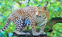 ಎಡಮಂಗಲ: ಮಲಗಿದ್ದ ಸಾಕುನಾಯಿ ಹೊತ್ತೂಯ್ದ ಚಿರತೆ