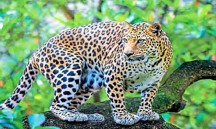 ಎಡಮಂಗಲ: ಮಲಗಿದ್ದ ಸಾಕುನಾಯಿ ಹೊತ್ತೂಯ್ದ ಚಿರತೆ