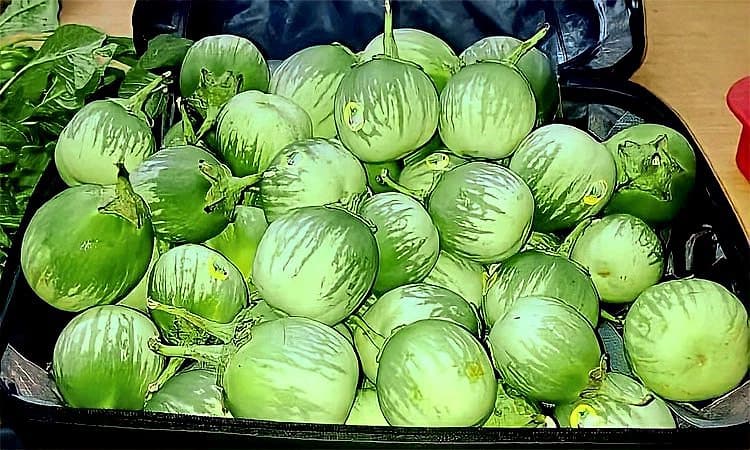 Shiroor mutt paryaya: ಈ ಬಾರಿ ಪರ್ಯಾಯಕ್ಕೆ  4-5 ಟನ್‌ ಮಟ್ಟುಗುಳ್ಳ ಸಮರ್ಪಣೆ