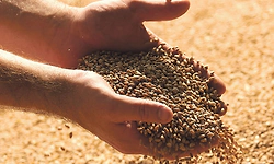 ಆಹಾರ ಭದ್ರತಾ ಕಾಯ್ದೆ ಅನುಷ್ಠಾನಕ್ಕೆ ಆಹಾರ ಆಯೋಗದ ಅಧ್ಯಕ್ಷರ ನಿರ್ದೇಶ