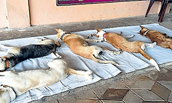 Byndoor ; ಬೀದಿ ನಾಯಿ ಸಮಸ್ಯೆ ಶಾಶ್ವತ ಪರಿಹಾರಕ್ಕೆ ಯತ್ನ