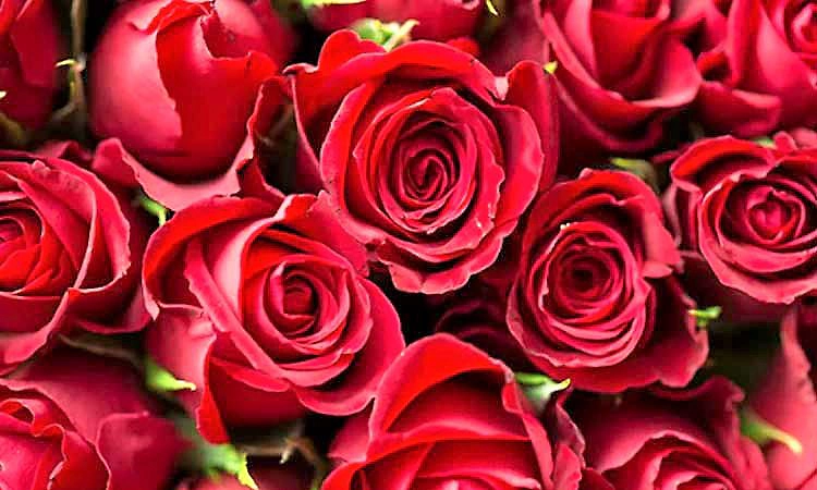 ಮದುವೆ ಸೀಸನ್ ಜೊತೆಗೆ ಪ್ರೇಮಿಗಳ ದಿನದ ಎಫೆಕ್ಟ್, ಇಲ್ಲಿ ಒಂದು ಕೆಂಪು ಗುಲಾಬಿಗೆ 100 ರೂಪಾಯಿ!