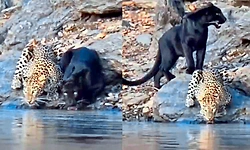 Chikkamagaluru: ಸಫಾರಿ ವೇಳೆ ಪ್ರವಾಸಿಗರಿಗೆ ಚಿರತೆ ಜೊತೆಗೆ ಬ್ಲಾಕ್‌ ಪ್ಯಾಂಥರ್‌ ದರ್ಶನ