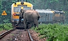 Over 110 sensitive railway stretches identified to curb elephant mortalities: Environment Ministry