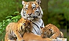 Tigress ST-17 gives birth to 3 cubs in Sariska reserve, total population now 53