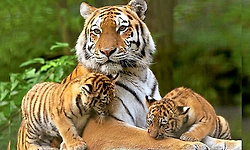Tigress ST-17 gives birth to 3 cubs in Sariska reserve, total population now 53