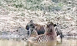 ಬಂಡೀಪುರ ಸಫಾರಿ: ಒಂದೇ ಕಡೆ 6 ಹುಲಿಗಳ ದರ್ಶನ