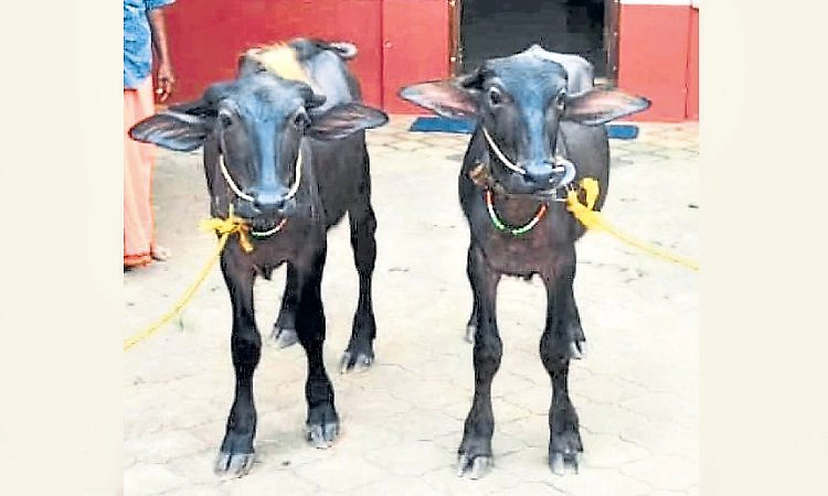 ಅದೃಷ್ಟದಲ್ಲಿ ಒಲಿದ ಕಂಬಳ ಕೋಣಗಳ ಹೆಸರು ಲಕ್ಕಿ-ಡಿಪ್ಪು!