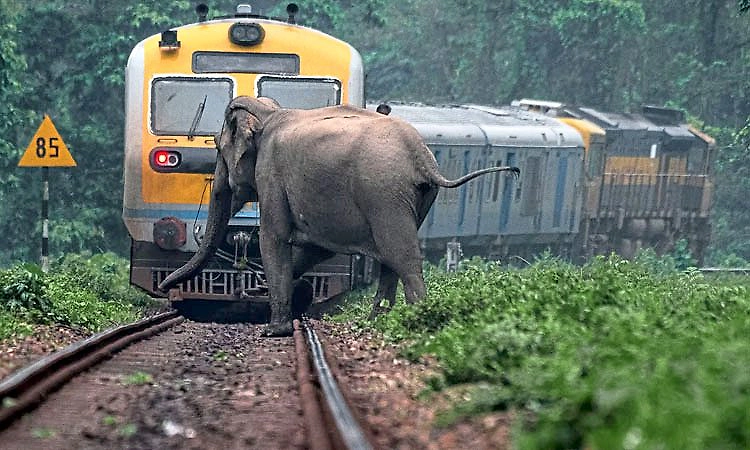 ರೈಲು ಡಿಕ್ಕಿಯಿಂದ ಆನೆಗಳ ಸಾವು ತಡೆಗೆ 110  ಪ್ರದೇಶಗಳ ಗುರುತು: ಕೇಂದ್ರ ಪರಿಸರ ಸಚಿವಾಲಯ