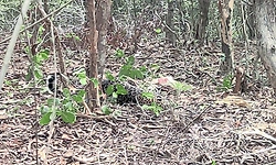Leopard trapped in snare in Honnavar, forest officials launch rescue operation