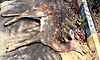 Deer fawn killed by stray dogs in Hunsur residential area