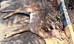 Deer fawn killed by stray dogs in Hunsur residential area