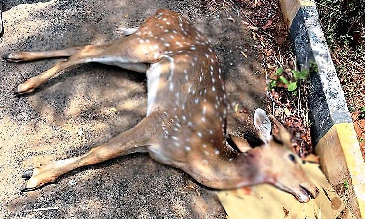 Deer fawn killed by stray dogs in Hunsur residential area
