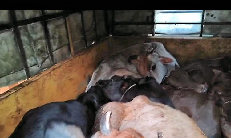 Moodabidri: ತೋಡಾರಿನಲ್ಲಿ ಜಾನುವಾರು ಅಕ್ರಮ ಸಾಗಾಟ