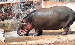 ಡಾ. ಸಮೀಕ್ಷಾ ರೆಡ್ಡಿ ಸಾವಿಗೆ ಕಾರಣವಾದ ನೀರಾನೆ ಹೊಟ್ಟೆಯಲ್ಲೇ ಮರಿ ಸಾವು!