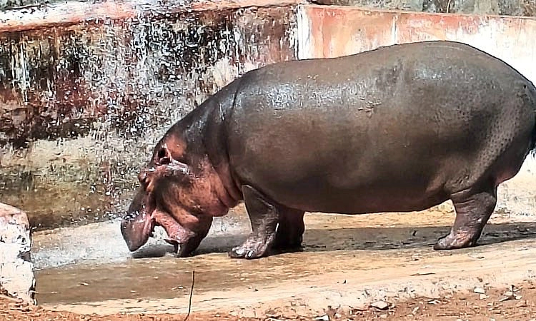 ಡಾ. ಸಮೀಕ್ಷಾ ರೆಡ್ಡಿ ಸಾವಿಗೆ ಕಾರಣವಾದ ನೀರಾನೆ ಹೊಟ್ಟೆಯಲ್ಲೇ ಮರಿ ಸಾವು!