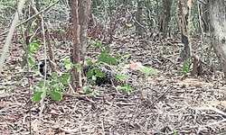 Honnavar: ಉರುಳಿಗೆ ಸಿಲುಕಿ ಬಿದ್ದ ಚಿರತೆ ರಕ್ಷಣೆಗೆ ದೌಡಾಯಿಸಿದ ಅರಣ್ಯ ಇಲಾಖೆ