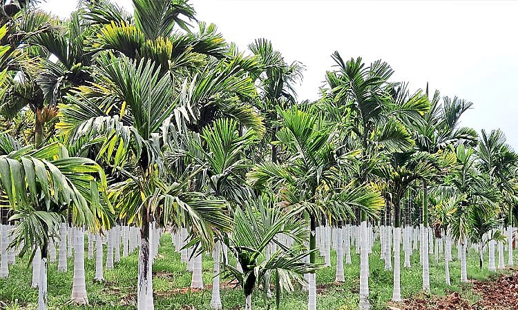 Udupi: ದಿಢೀರ್‌ ಮಳೆ: ತೋಟಗಾರಿಕೆ ಬೆಳೆಗಳಿಗೆ ಹುಳಬಾಧೆ ಆತಂಕ