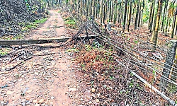 Puttur: ವಿದ್ಯುತ್‌ ಮೈನ್‌ ಲೈನ್‌ಗಳ ದುರಸ್ತಿಗೆ ಶಾಸಕ ರೈ ಸೂಚನೆ