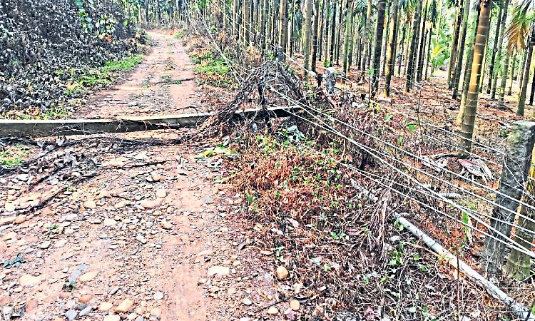 Puttur: ವಿದ್ಯುತ್‌ ಮೈನ್‌ ಲೈನ್‌ಗಳ ದುರಸ್ತಿಗೆ ಶಾಸಕ ರೈ ಸೂಚನೆ