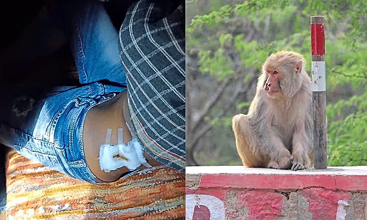Bidar: 'Aggressive' monkey attacks over 12 people in two days, panic in Hulasur