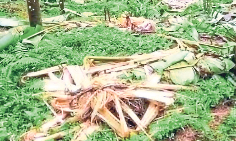 ಮರ್ಕಂಜದಲ್ಲಿ ಕಾಡಾನೆ ಹಾವಳಿ: ಕೃಷಿಕರಿಗೆ ಆತಂಕ