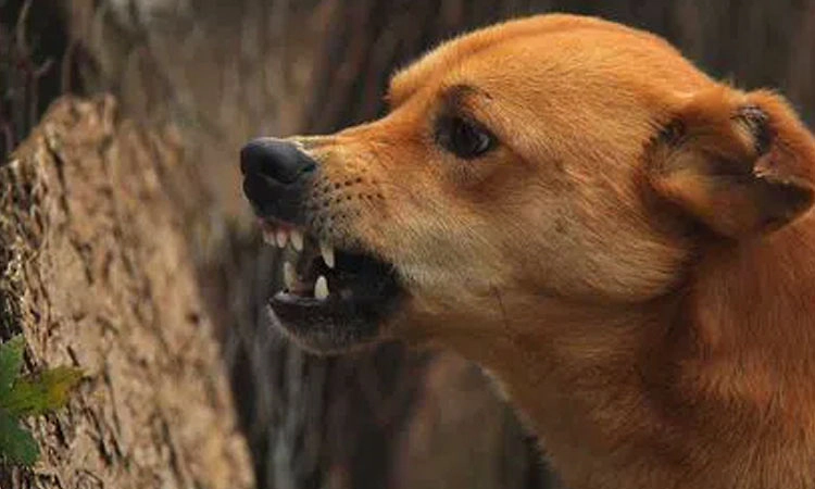 ಮಣಿಪಾಲ: ಬೀದಿ ನಾಯಿ ಕಚ್ಚಿ ಮಹಿಳೆಗೆ ಗಂಭೀರ ಗಾಯ
